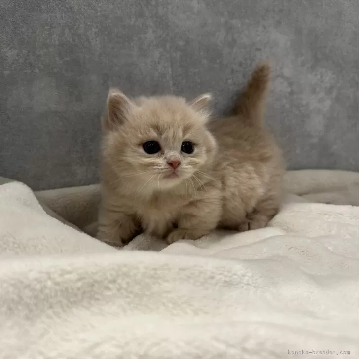 ID:2501-00763の子猫
