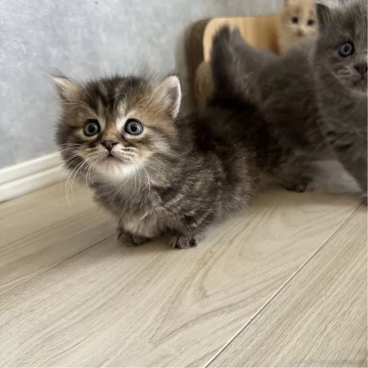 ID:2504-02069の子猫