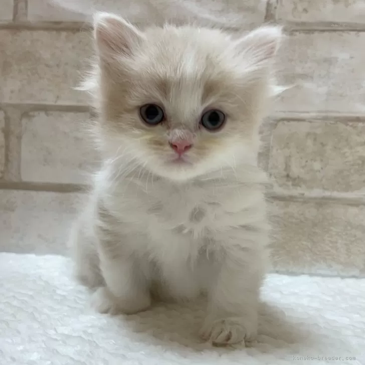 ID:2401-00768の子猫