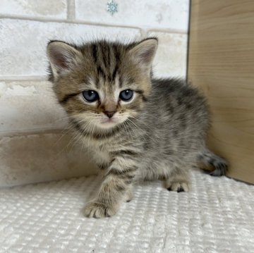 マンチカン(長足)【愛知県・女の子・2024年9月13日・ブラウンタビー】の写真「長足ちゃん💕」