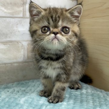 エキゾチックショートヘア【愛知県・女の子・2024年7月28日・ブラウンタビー】の写真「ぶさかわくん💕」