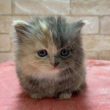 ダイリュートキャリコのミヌエットの子猫を探す｜ブリーダー直販の子猫