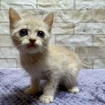 マンチカン(長足)【愛知県・男の子・2024年4月24日・クリームタビー】の写真「クリームの男の子💕」