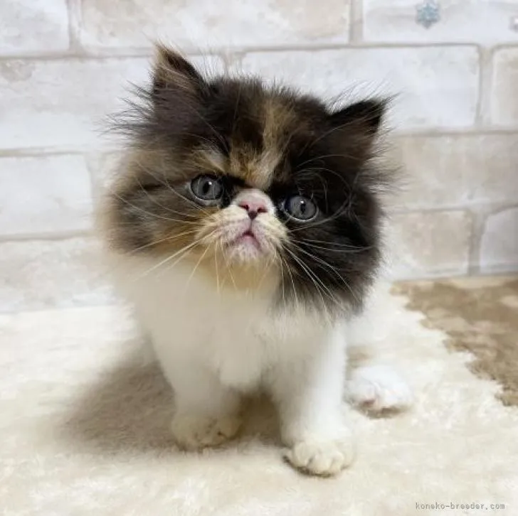 ID:2208-01216の子猫