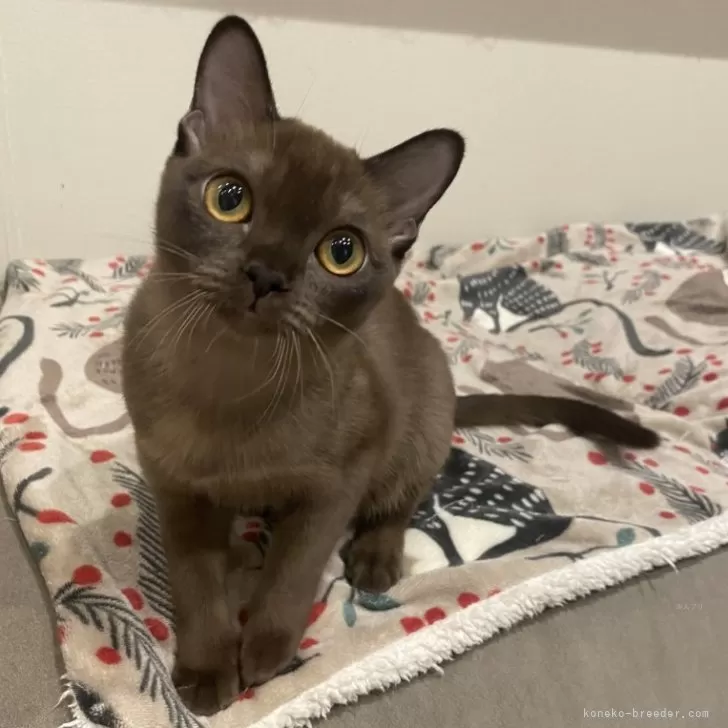 ID:2501-00359の子猫