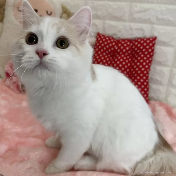 ID:2309-01590の子猫