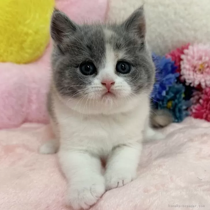 E.N 様のお迎えした子猫