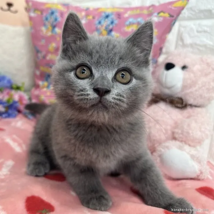 ID:2306-02707の子猫
