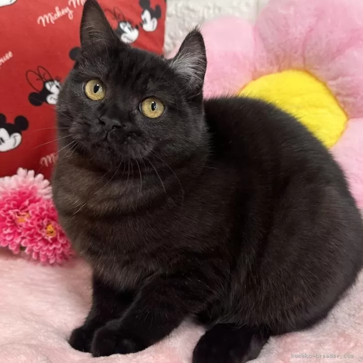 ID:2409-01261の子猫