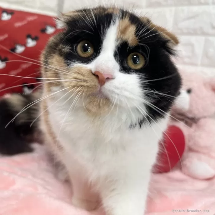 ID:2408-01398の子猫