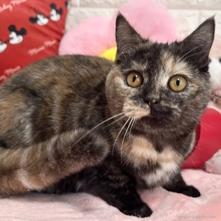 ID:2409-01246の子猫