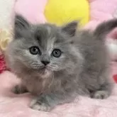 スコティッシュフォールド(立ち耳)