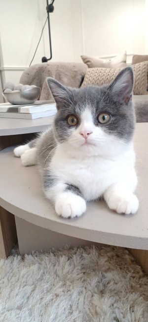 子猫の時のレク｜伊藤　千奈津(いとう　ちなつ)ブリーダー(愛知県・マンチカンなど・ACC/WCA登録)の紹介写真5