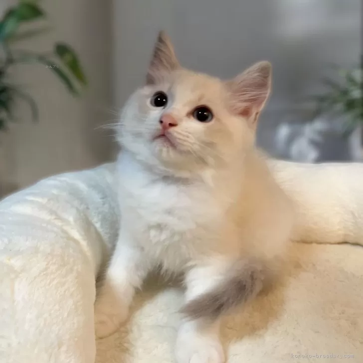 ID:2409-00704の子猫