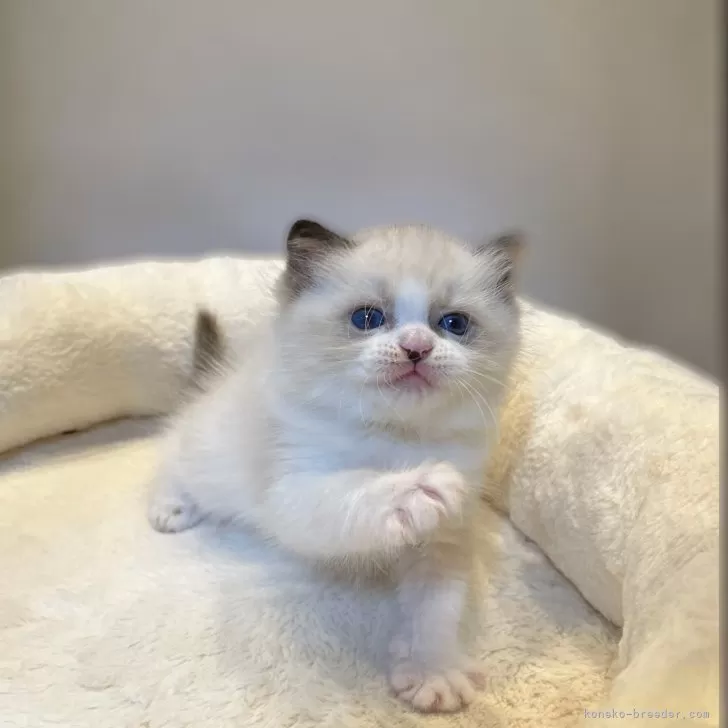 N.M 様のお迎えした子猫