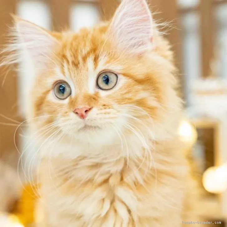 ID:2309-02104の子猫
