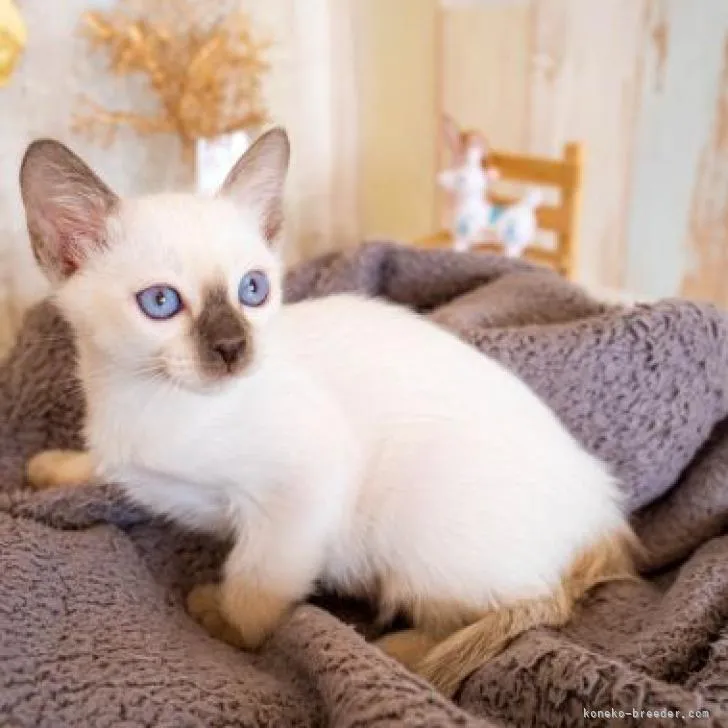 ID:2303-00449の子猫