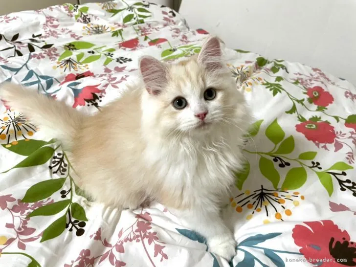 ID:2112-01319の子猫
