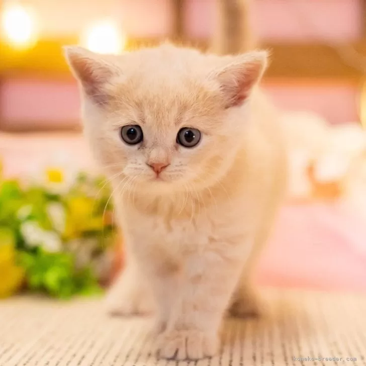 ID:2411-02720の子猫