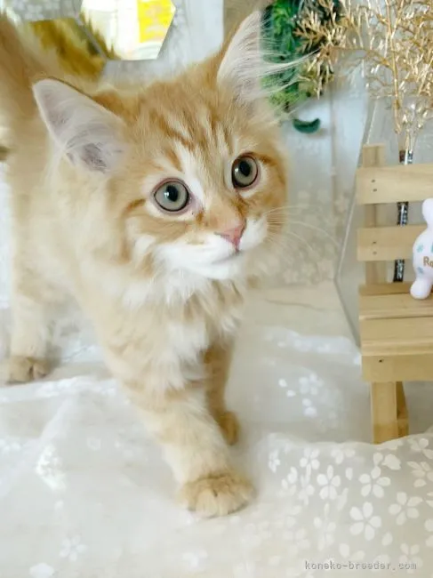 ID:2201-01824の子猫