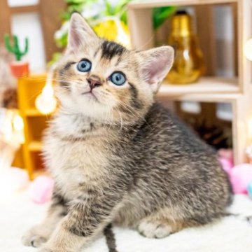 岐阜県のマンチカンの子猫を探す｜ブリーダー直販の子猫販売【みんなの