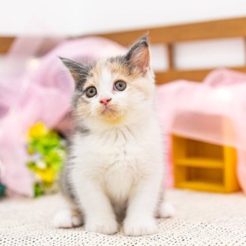 マンチカン(長足)【岐阜県・女の子・2024年4月22日・キャリコ】の写真「元気がよくとても遊び盛りな子」