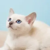 トンキニーズ【岐阜県・女の子・2023年6月24日・プラチナミンク】の写真1「アクアマリンの青い瞳が美しい子です。」