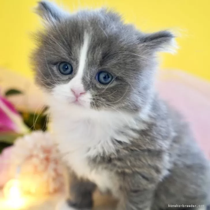 ID:2504-01429の子猫