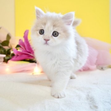 マンチカン(長足)【岐阜県・女の子・2025年2月14日・クリーム&ホワイト】の写真「とってもきれいなパステルカラーの女の子！」
