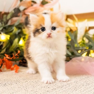 マンチカン(長足)【岐阜県・女の子・2024年12月3日・キャリコ（ロング）】の写真「運気アップ！ふわふわの癒し、ぎゅっとしたくなる！」