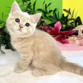 ミヌエット(長足)