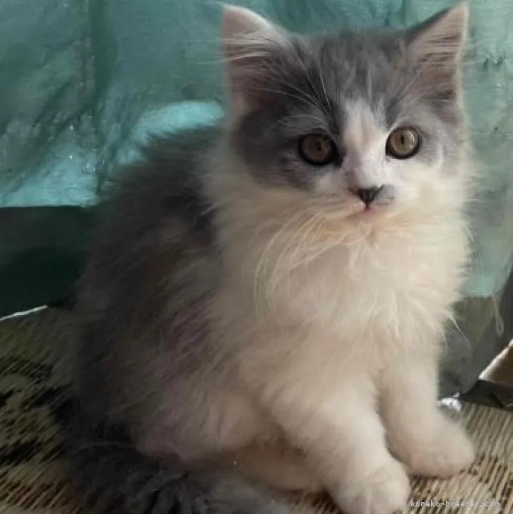 ID:2211-00761の子猫