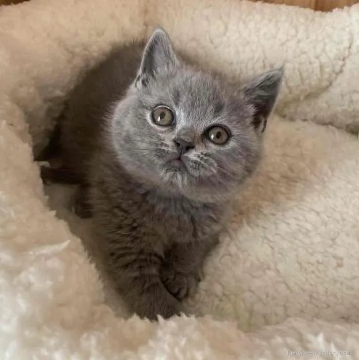 ID:2211-01702の子猫