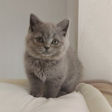 ブリティッシュショートヘア【岐阜県・女の子・2025年9月16日・ブルー】の写真「活発で好奇心旺盛」