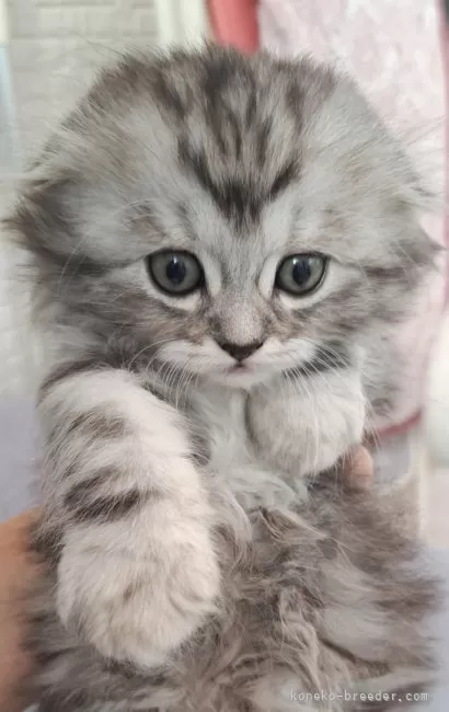 ID:2405-01194の子猫