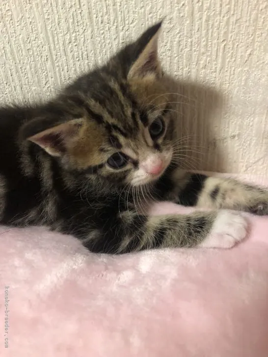 Y.T 様のお迎えした子猫