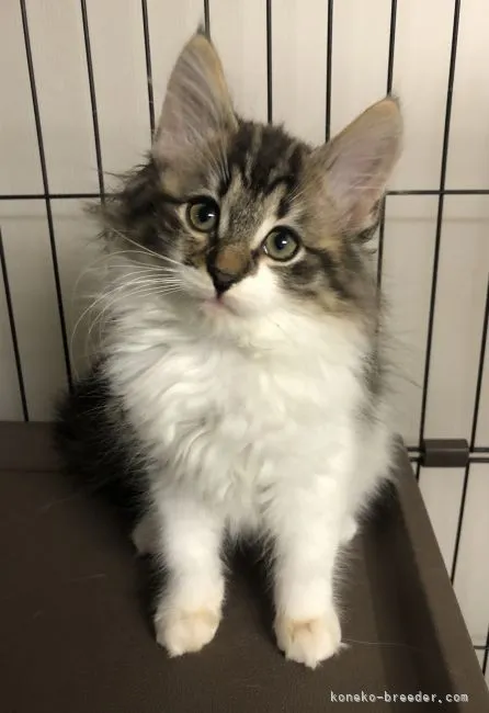 ともす 様のお迎えした子猫