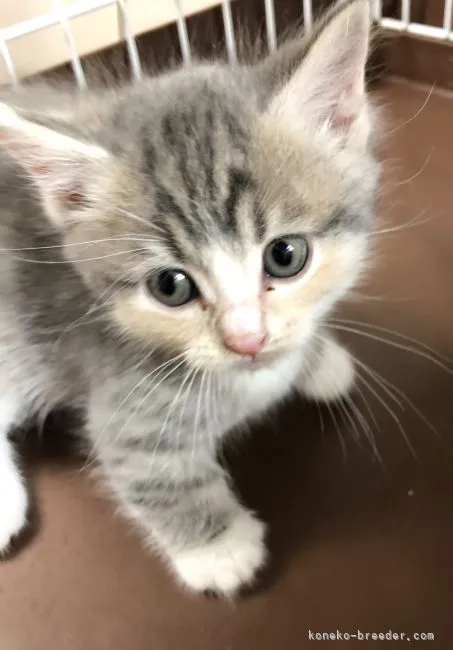 I.K 様のお迎えした子猫