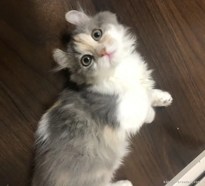 ID:2111-00422の子猫