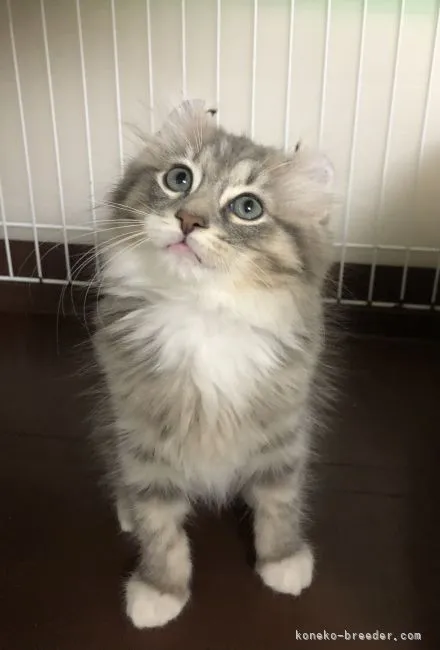 ID:2110-00336の子猫