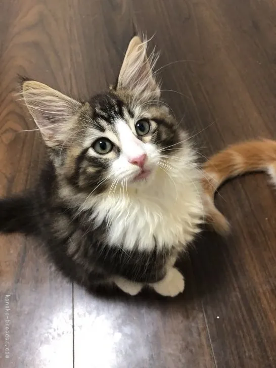 ID:2109-02033の子猫