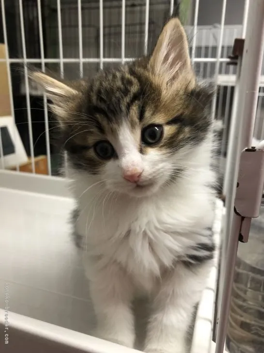 A 様のお迎えした子猫
