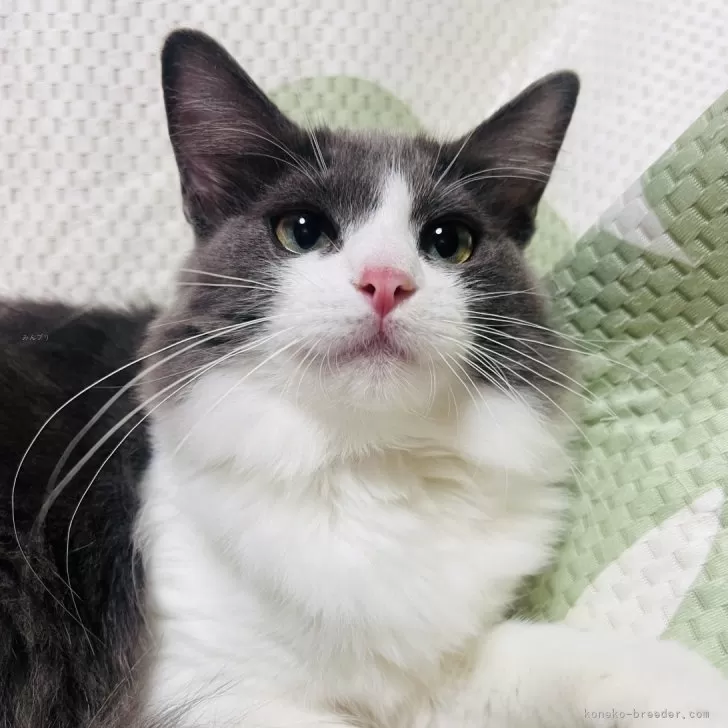 ID:2407-02883の子猫