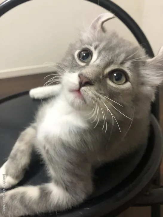 ID:2109-01150の子猫
