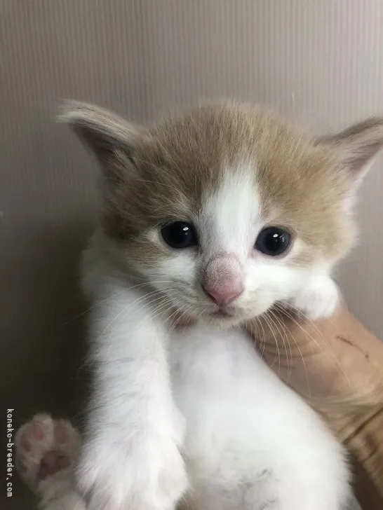 S.O 様のお迎えした子猫