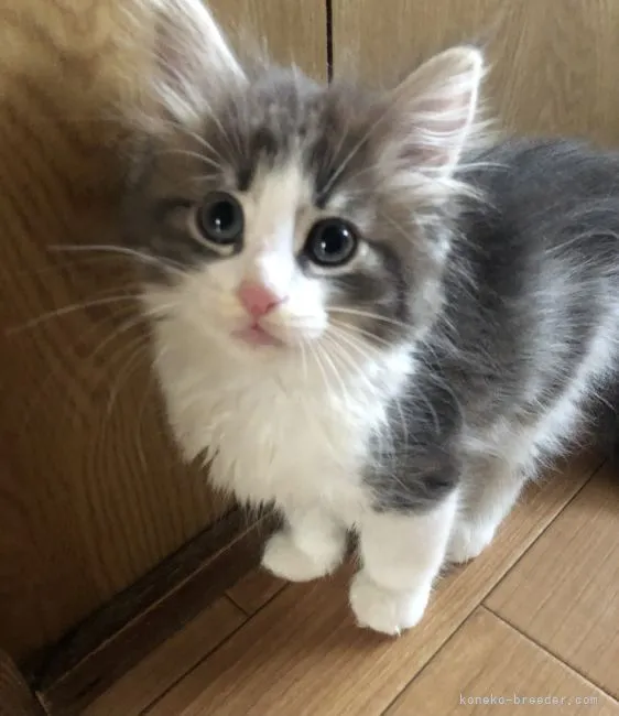 K.K 様のお迎えした子猫