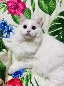 ラグドール【大阪府・男の子・2024年10月17日・クリームポイント】の写真13