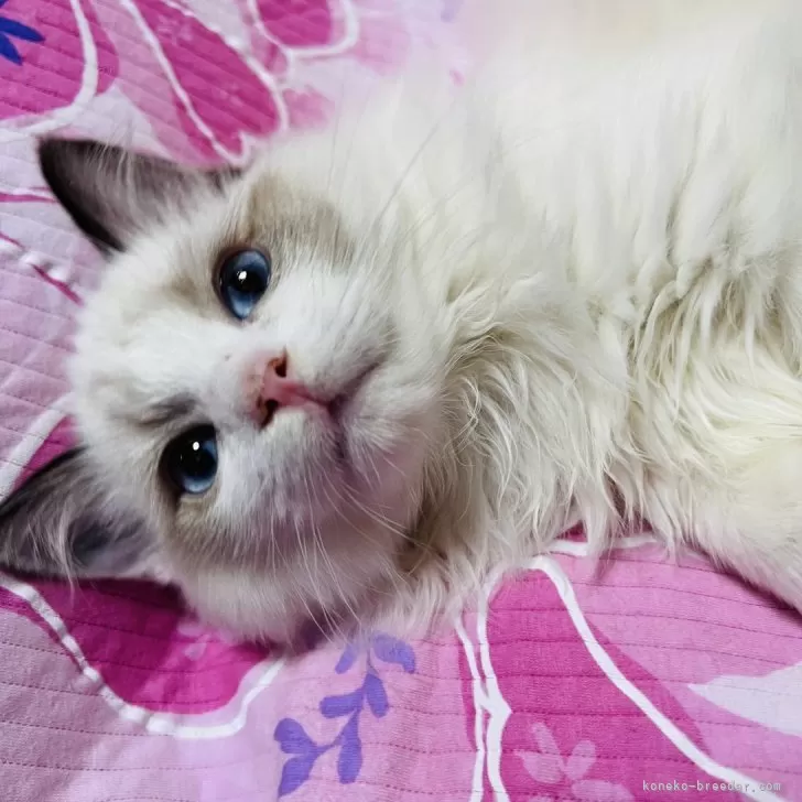 ID:2502-00194の子猫