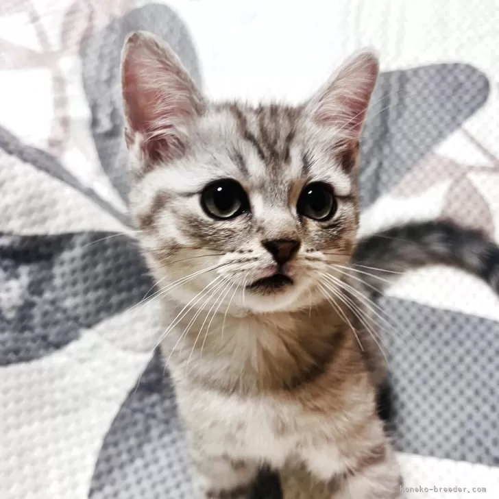 N.U 様のお迎えした子猫