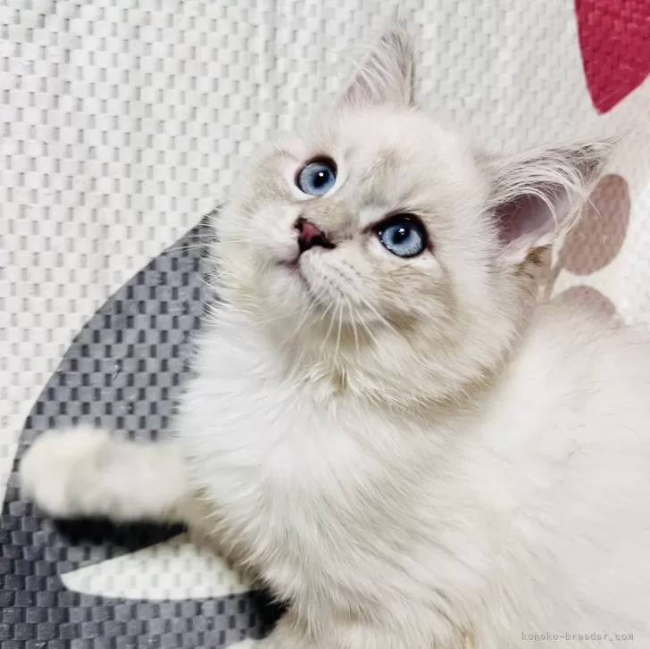 ID:2503-02616の子猫